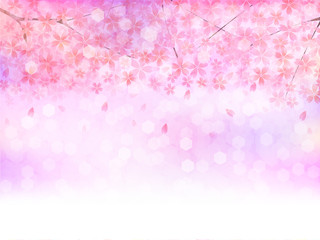 さくら　桜　背景