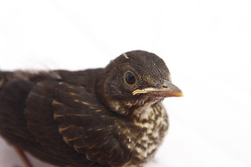 small Blackbird 1 week of life