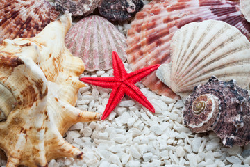 Seashells
