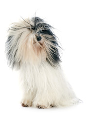 tibetan terrier