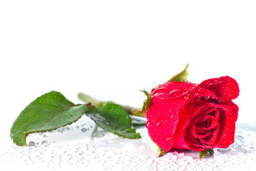 red rose on white background