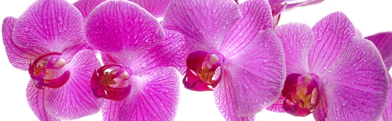 Fotobehang orchidee in panorama © Wolfilser