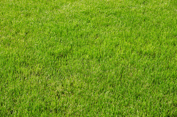 Background of fresh green spring grass