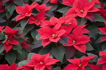 Red poinsettia flower (Euphorbia pulcherrima), closeup