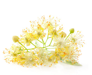Linden flowers isolated on white background