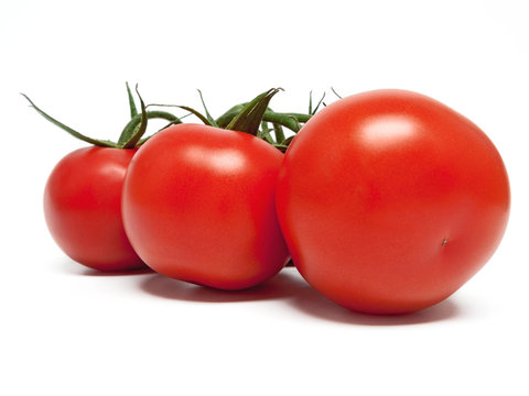 Strauchtomaten