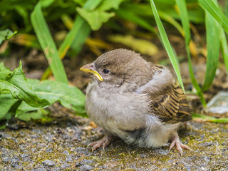 nestling sparrow