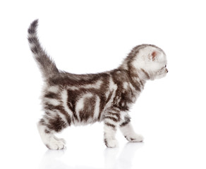 scottish kitten walking. isolated on white background