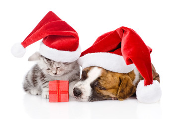 Scottish kitten and small puppy with santa hat. isolated 