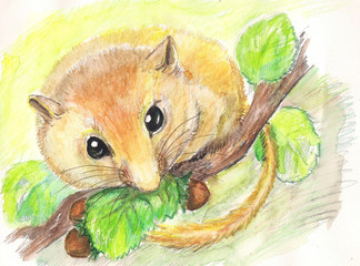 dormouse. watercolor