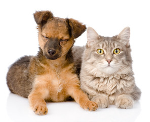 puppy and kitten together. isolated on white background
