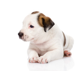 mixed breed puppy looking away. isolated on white background