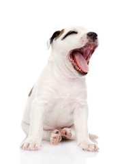 yawning puppy. isolated on white background