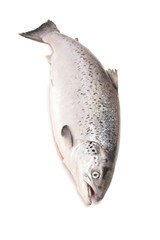 Scottish Salmon isolated on a white studio background.