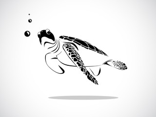 Obraz premium turtle