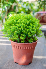 Home plant on the table