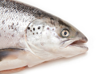 Scottish Salmon isolated on a white studio background.