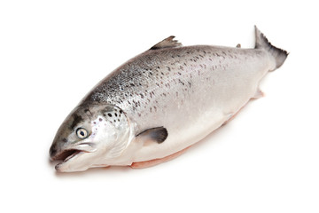 Scottish Salmon isolated on a white studio background.