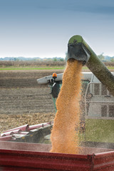 corn harvest