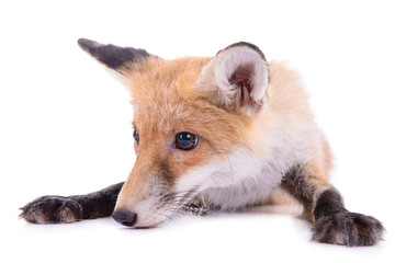 red fox isolated