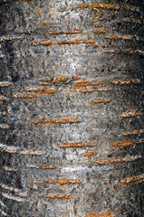  Tree Texture