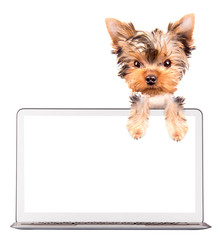 dog using a computer