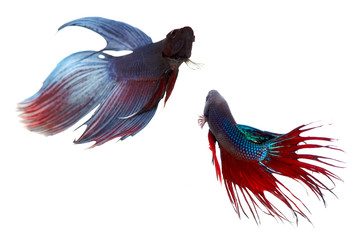 Obraz premium Fighting fishes