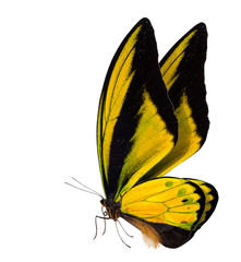 butterfly macro background