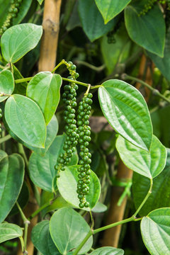 Pepper plant with immature peppercorns.