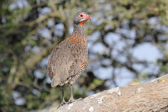 Red neck francolin on a branch