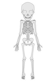 cartoon image of 2 years old skeleton
