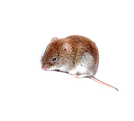 Little brown mouse isolated