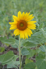 Obraz premium small sunflower