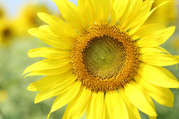 Naklejka premium close up of the sunflower