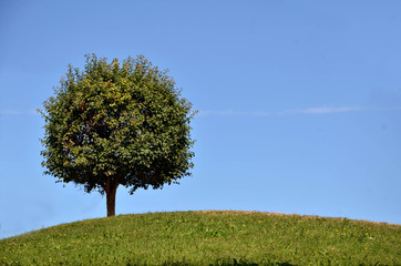 Fototapeta na wymiar Green tree on the top of the hill
