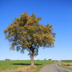 Fototapeta na wymiar road with tree