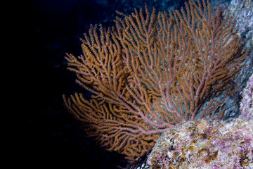 Gorgonia coral on the deep blue ocean