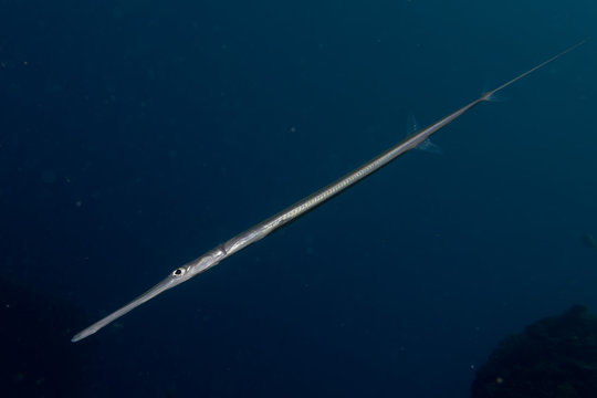 Cornetfish portrait