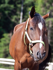 Closeup horse with a bridle