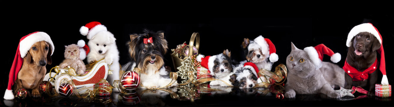 dog and cat and kitens wearing a santa hat