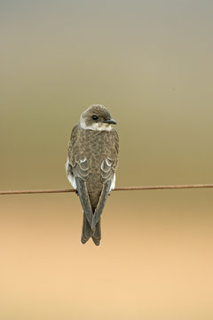 Brown-chested martin, Progne tapera,