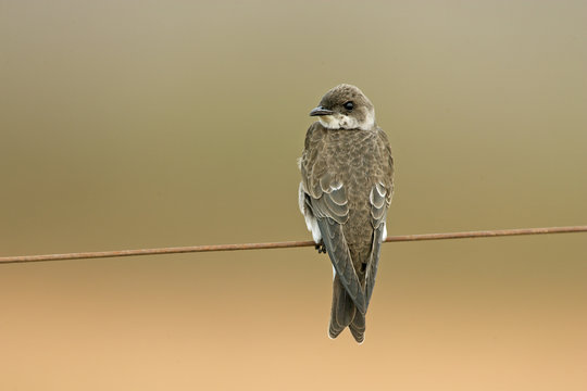 Brown-chested martin, Progne tapera,