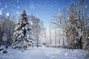 Beautiful winter landscape with snow covered trees