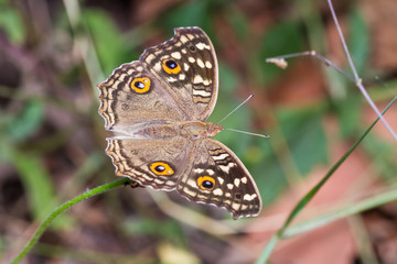 Lemon Pansy butterfly