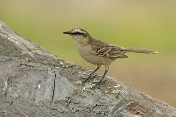 Chalk-browed mockingbird, Mimus saturninus