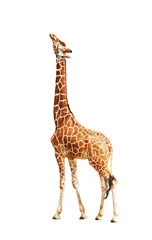 Afwasbaar Fotobehang Giraf Giraf (Giraffa camelopardalis)