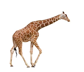 Zelfklevend Fotobehang Giraf Giraf (Giraffa camelopardalis)
