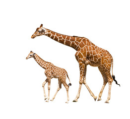 Giraffe (Giraffa camelopardalis)