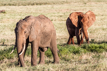African Elephants in the savana landscape