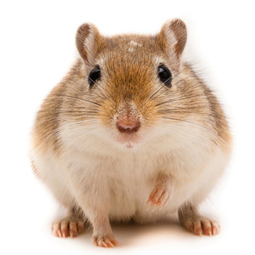 W&uuml;stenrennmaus